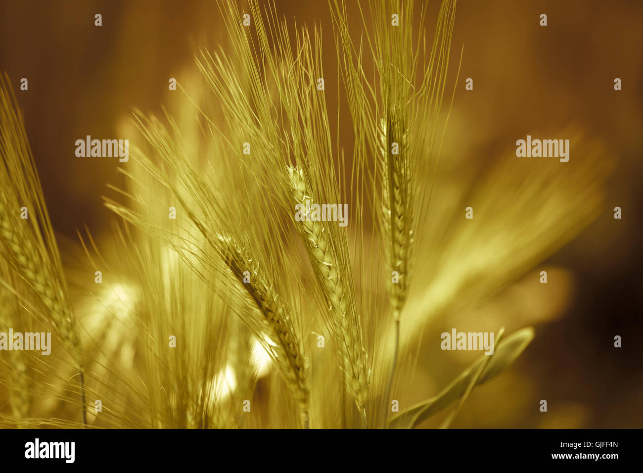 Wheat, England, UK Stock Photo Alamy