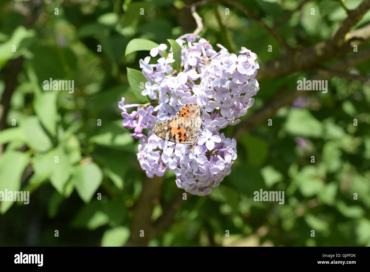 Lilac Rash Butterfly urticaria on flower hi-res stock photography and images - Alamy