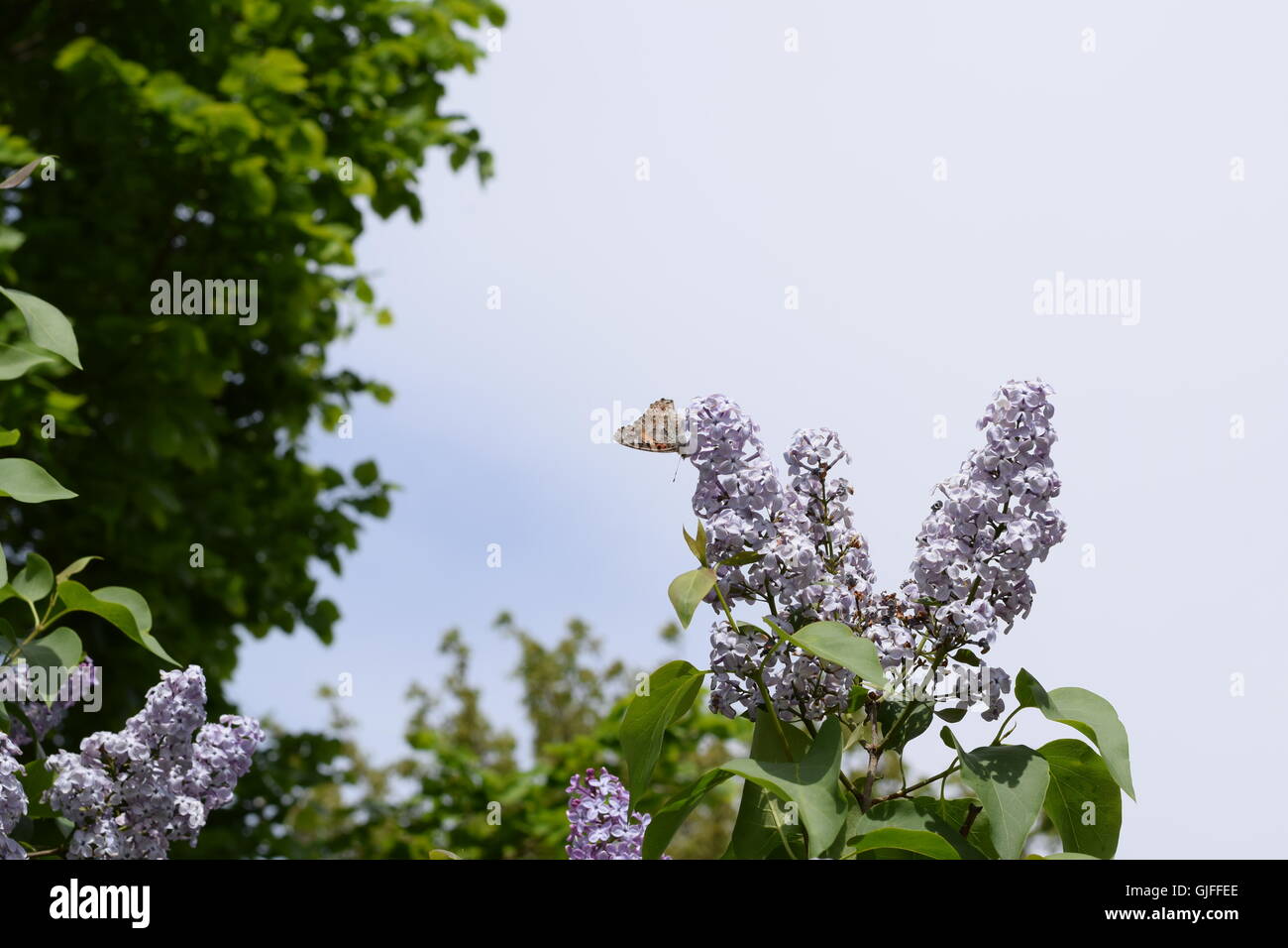 Butterfly rash on lilac colors. Insect pollinators Stock Photo - Alamy
