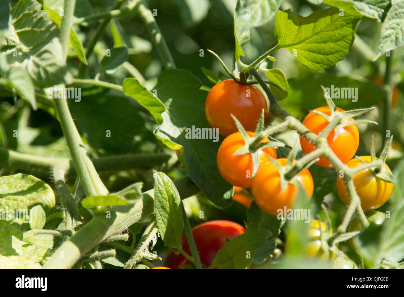 Cluster of Ripe Cherry Tomatoes Stock Photo