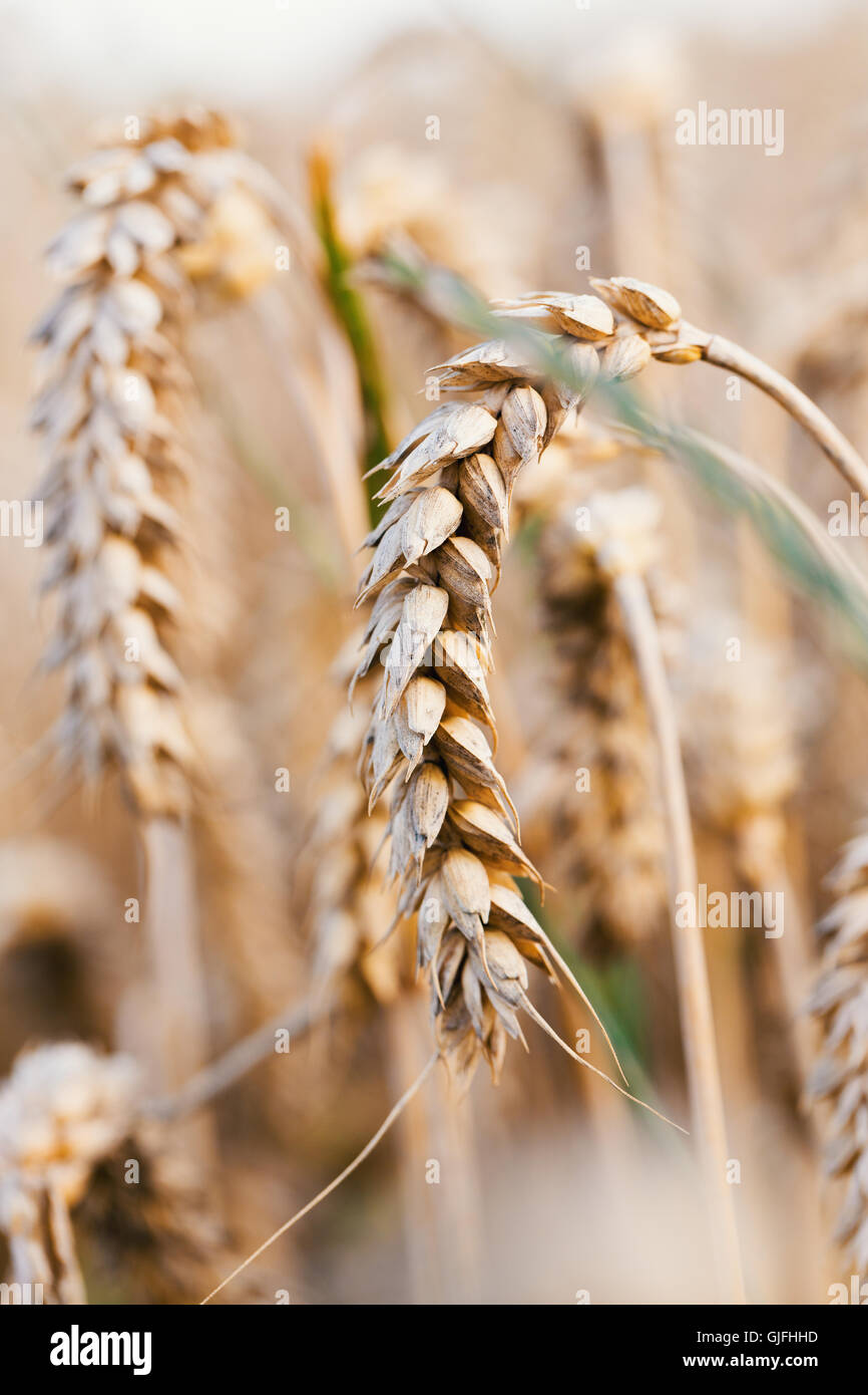 wheat field in summer time, rural scene, harvesting concept Stock Photo ...