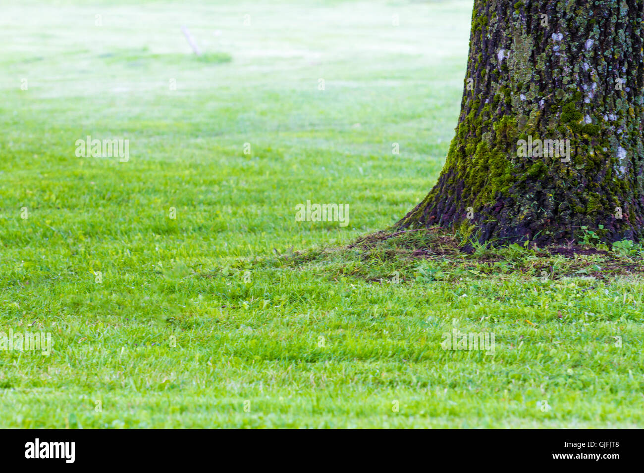 Part of the mighty oak tree trunk on a meadow as background Stock Photo ...