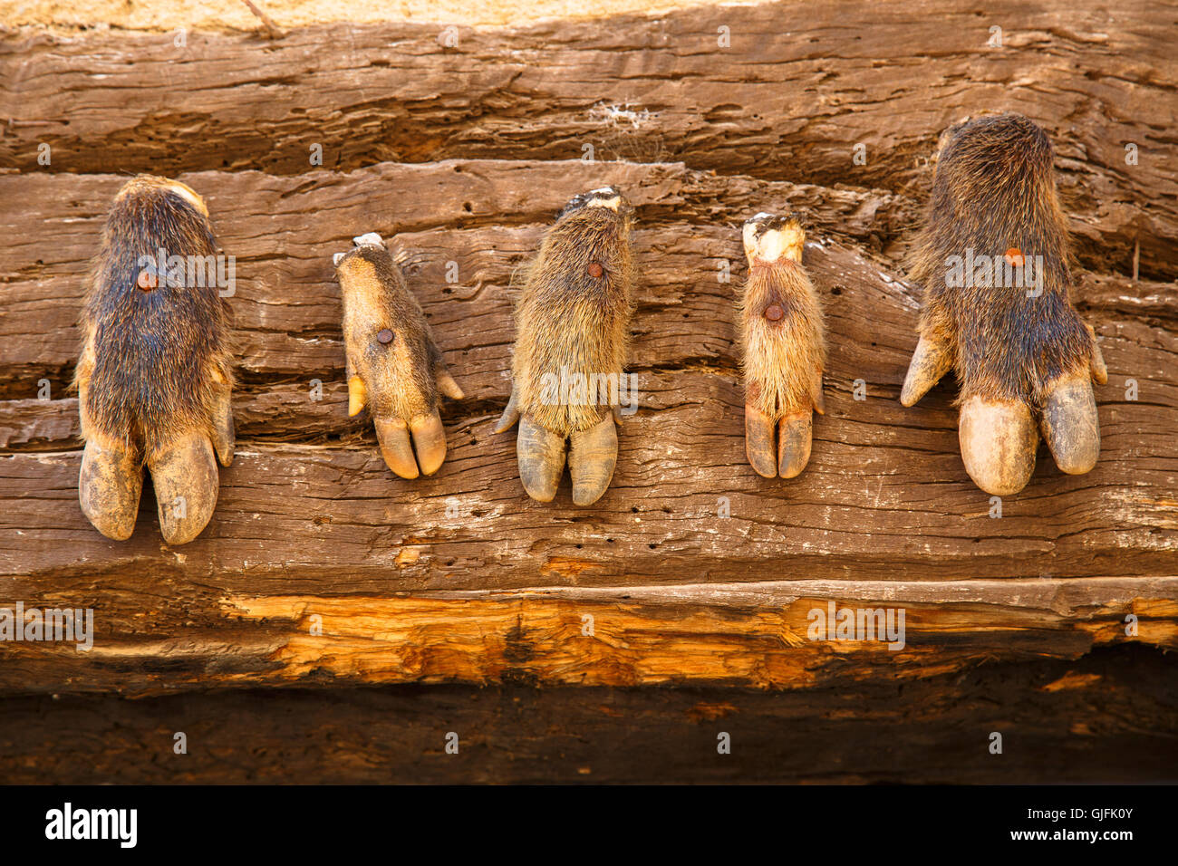 Hands of wild boar (Sus scrofa) in a house. Medieval village of Alquezar, Huesca province, Aragon, Spain. Stock Photo