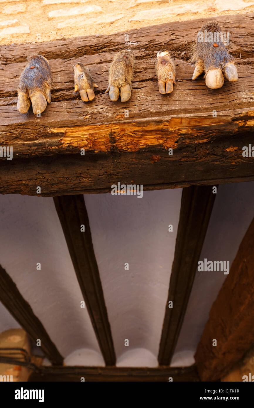 Hands of wild boar (Sus scrofa) in a house. Medieval village of Alquezar, Huesca province, Aragon, Spain. Stock Photo