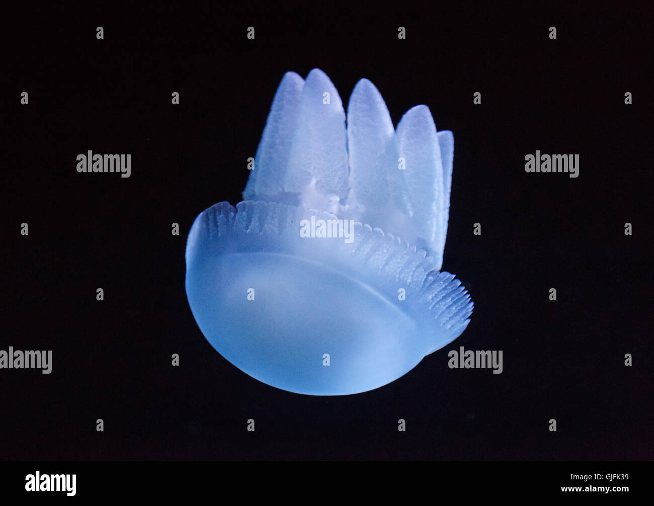 close up of jellyfish in aquarium Stock Photo