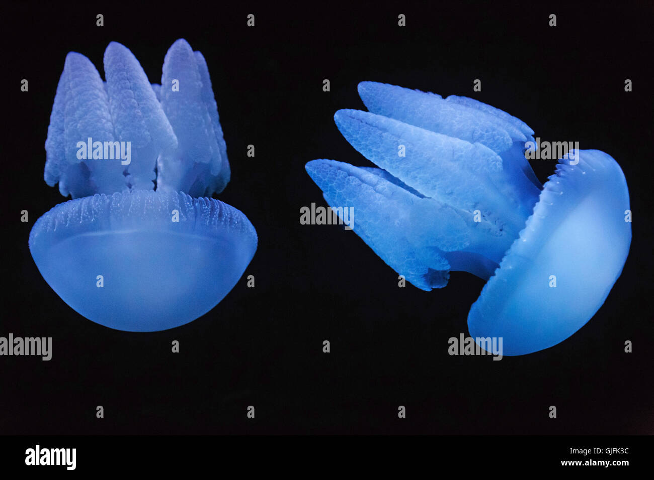 two jellyfishes in aquarium Stock Photo