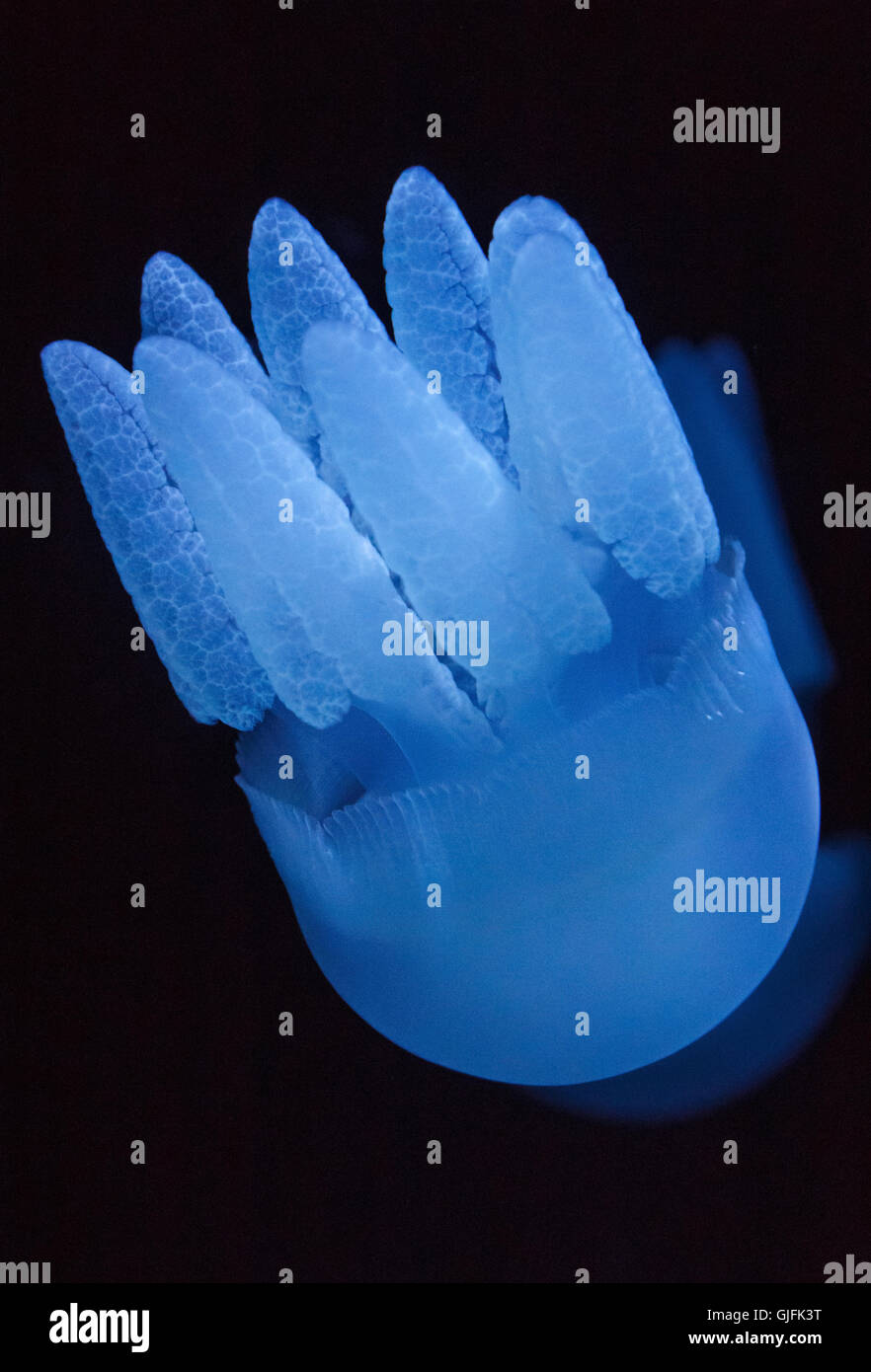 close up of blue jellyfish in aquarium Stock Photo
