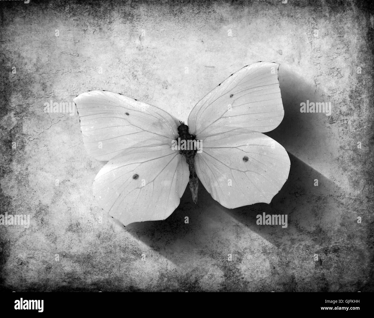 Vintage black and white butterfly with shadow on a grunge background Stock Photo