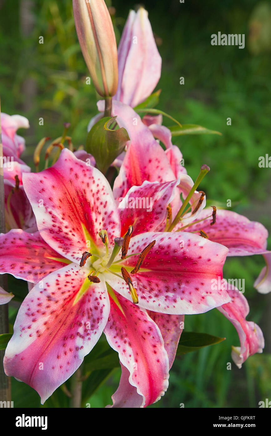 Close up view of the pink lily blossoms on natural background. Close up view of lily flowers in the summer garden. Stock Photo