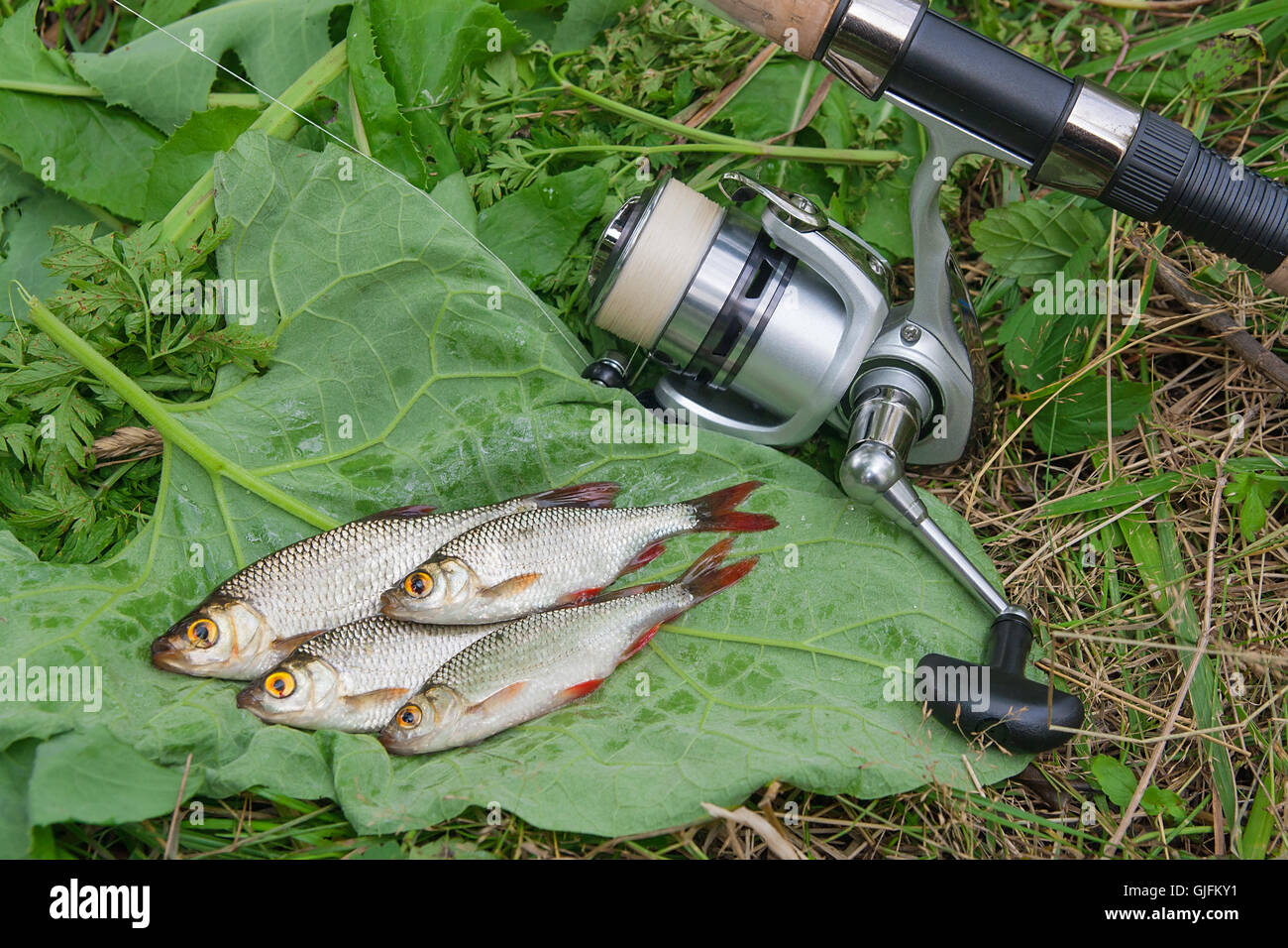 Freshwater fish just taken from the water. Catching freshwater fish and fishing rods with fishing reel. Several common rudd fish Stock Photo