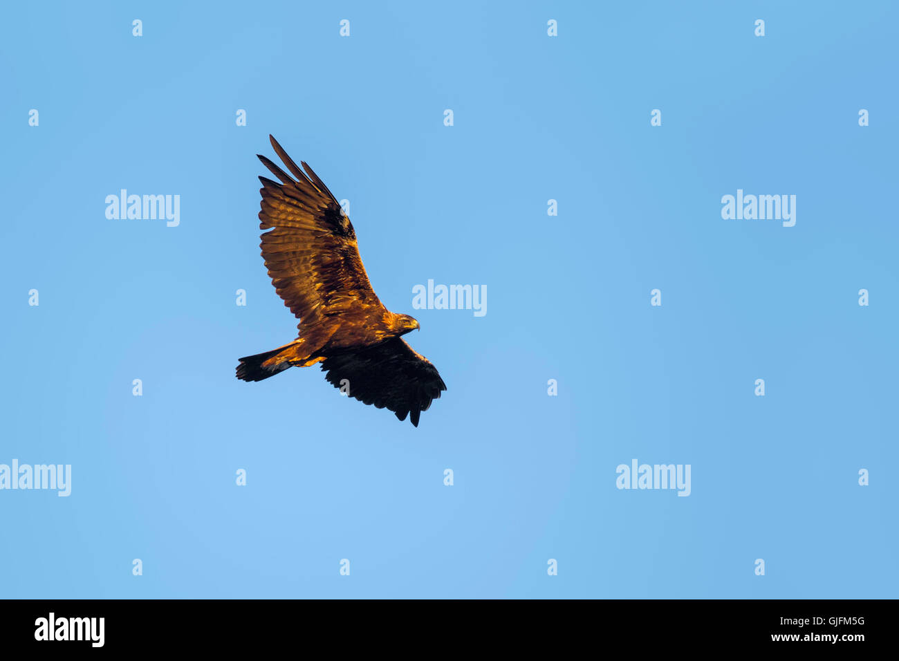 Golden Eagle Aquila Chrysaetos Canadensis Cedar City Utah