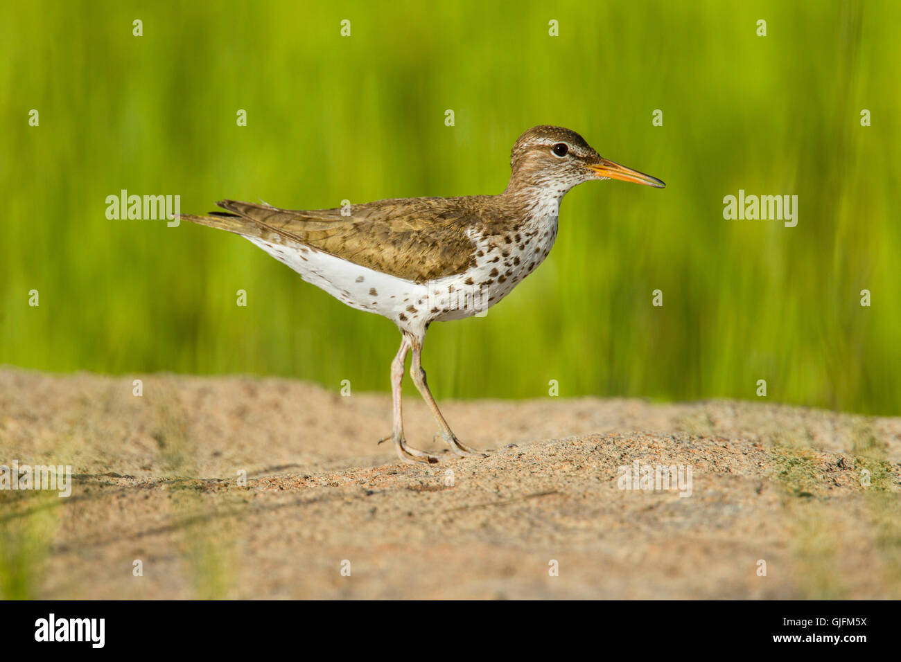 Spotted Sandpiper  Actitis macularius east of Beaver, Utah, United States 4 July     Adult in breeding plumage.        Scolopaci Stock Photo