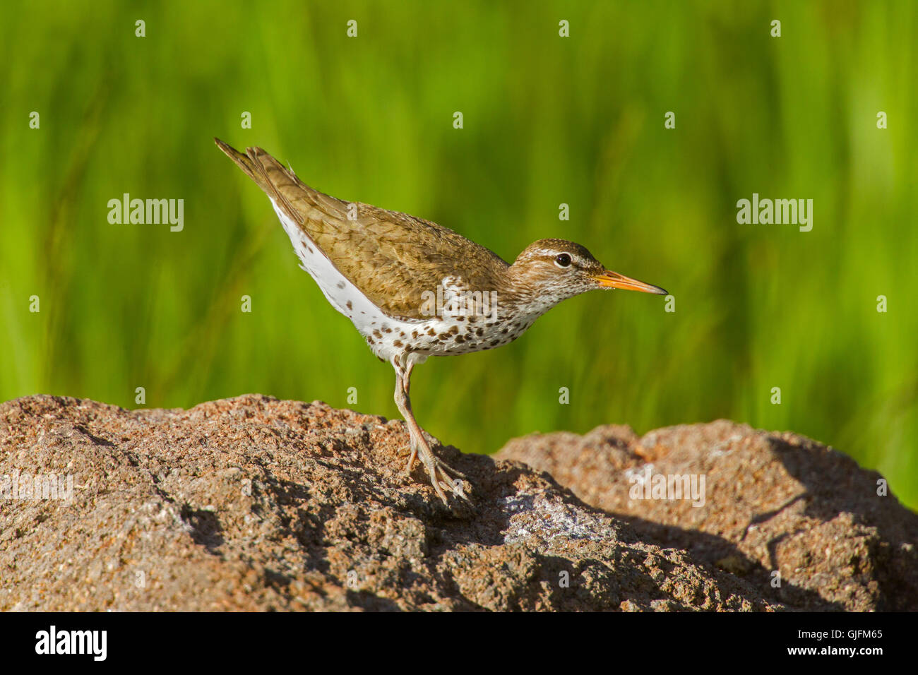 Spotted Sandpiper  Actitis macularius east of Beaver, Utah, United States 4 July     Adult in breeding plumage.        Scolopaci Stock Photo