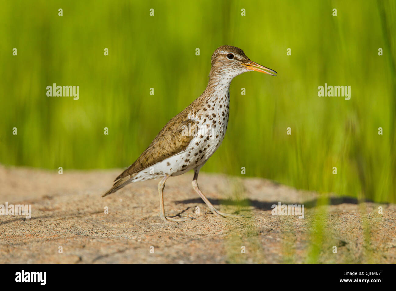 Spotted Sandpiper  Actitis macularius east of Beaver, Utah, United States 4 July     Adult in breeding plumage.        Scolopaci Stock Photo