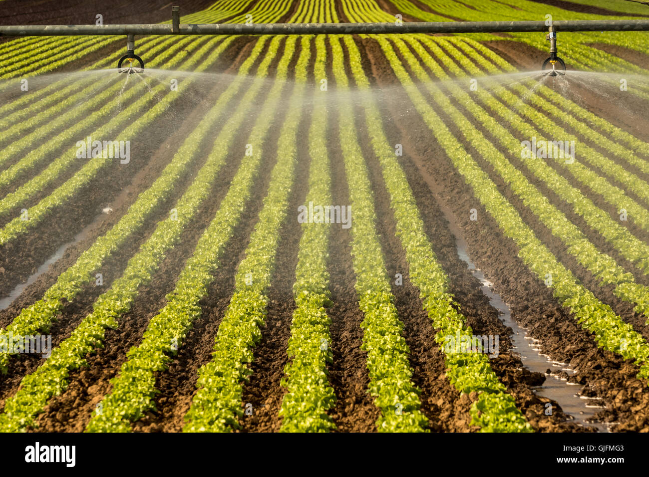 Modern agriculture with sprinklers above salad field Stock Photo