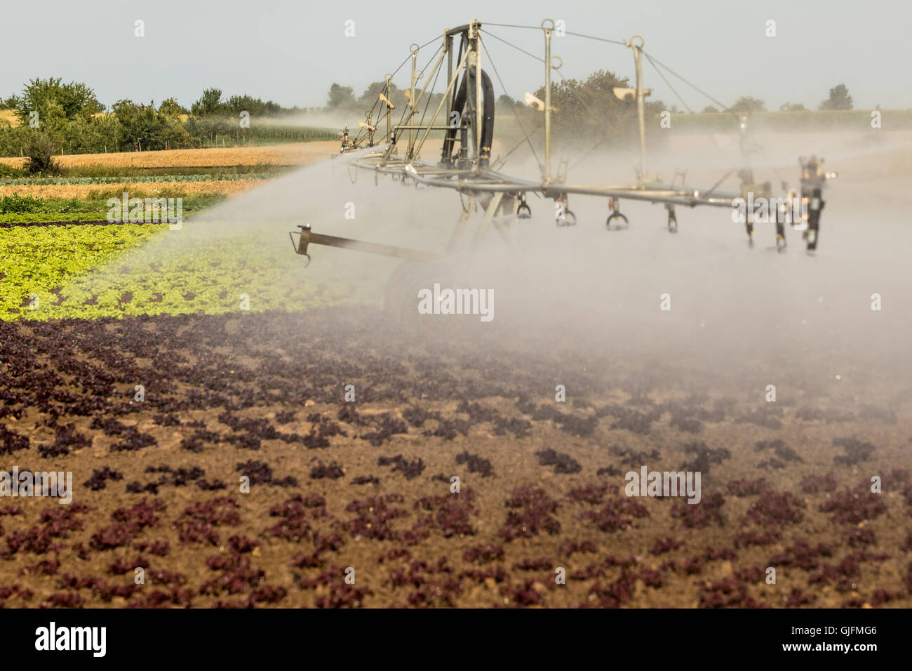 Modern agriculture sprinklers on a field of salad Stock Photo