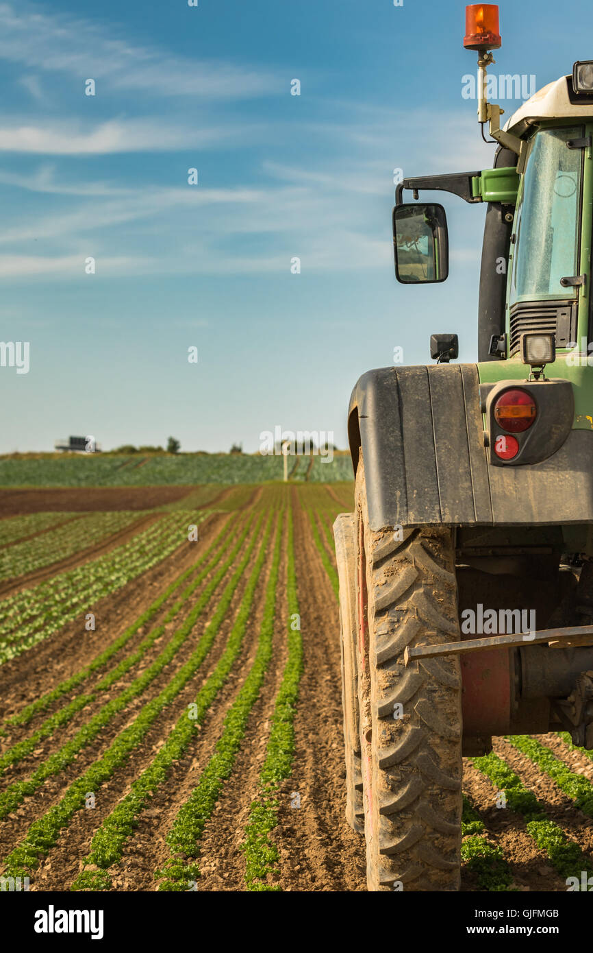Tractor parked in a field of green salad Stock Photo