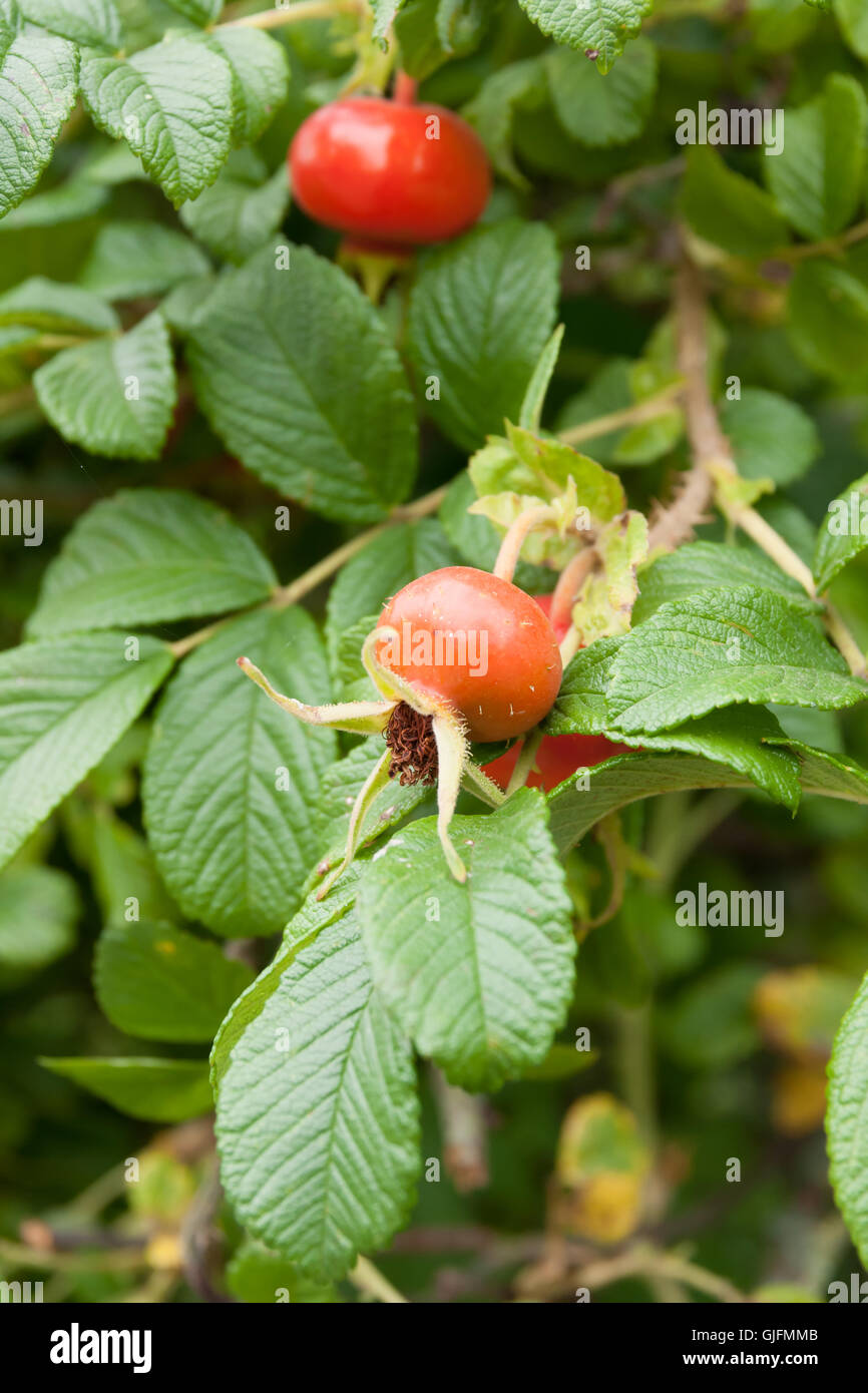 Rose hips of Rosa Rugosa also known as the Beach or Japanese Rose Stock Photo