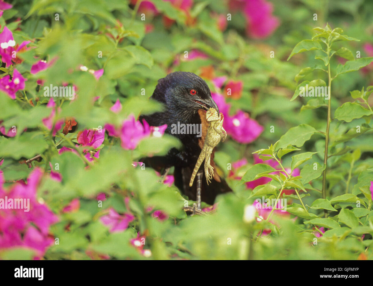 Greater Coucal, Centropus sinensis, bringing lizard prey to nest, Rajasthan, India Stock Photo