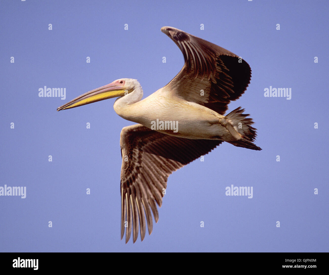 Great White Pelican, Pelacanus onocrotalus, with adult breeding plumage in flight, Bharatpur, India Stock Photo