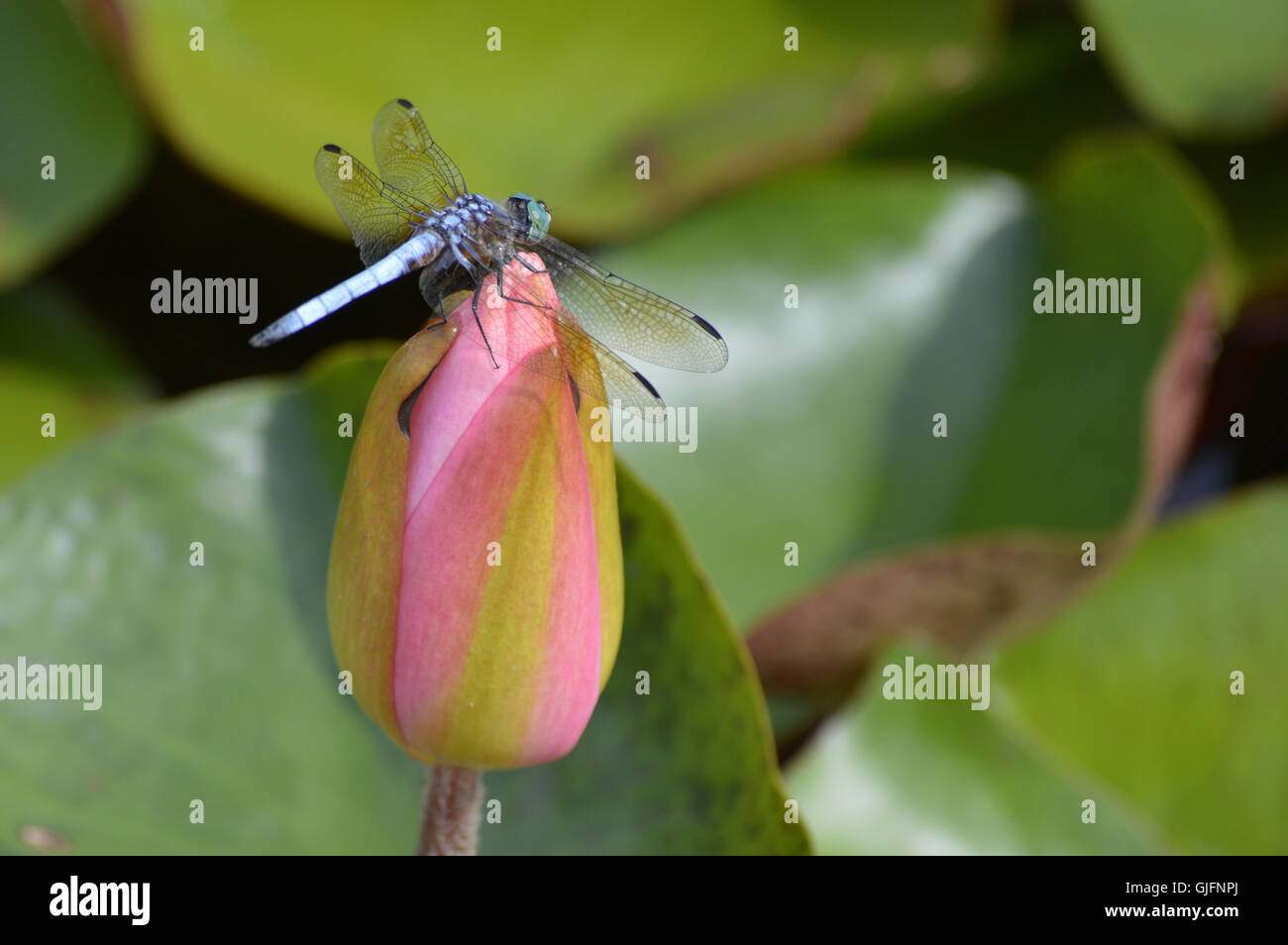 Dragonfly on a Water Lily Stock Photo - Alamy