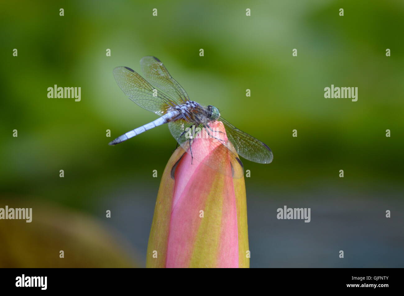 Dragonfly on a Water Lily Stock Photo