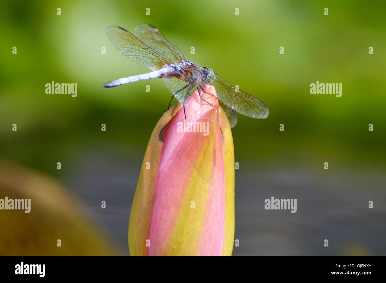 Dragonfly on a Water Lily Stock Photo - Alamy