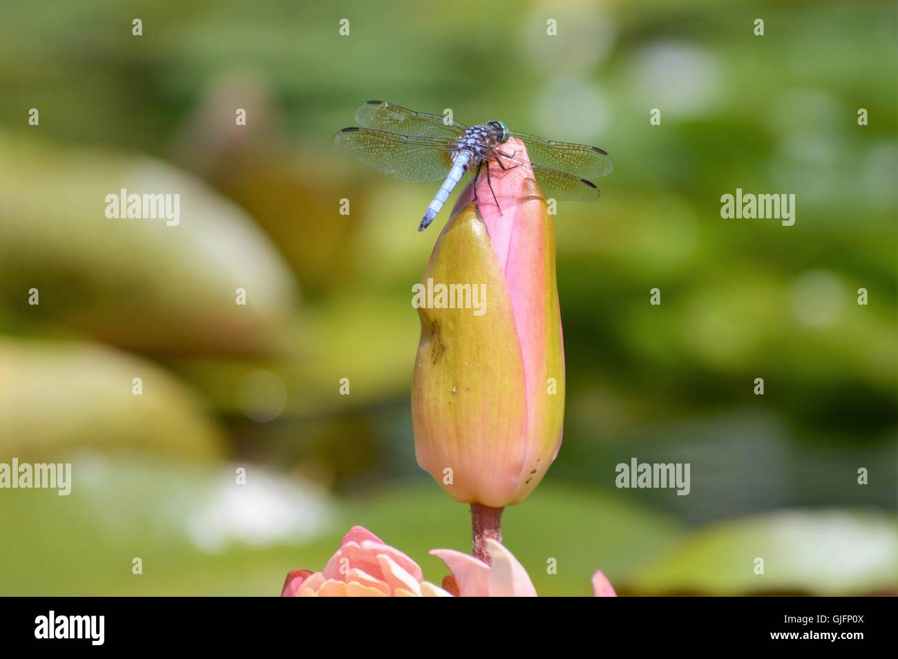 Dragonfly on a Water Lily Stock Photo