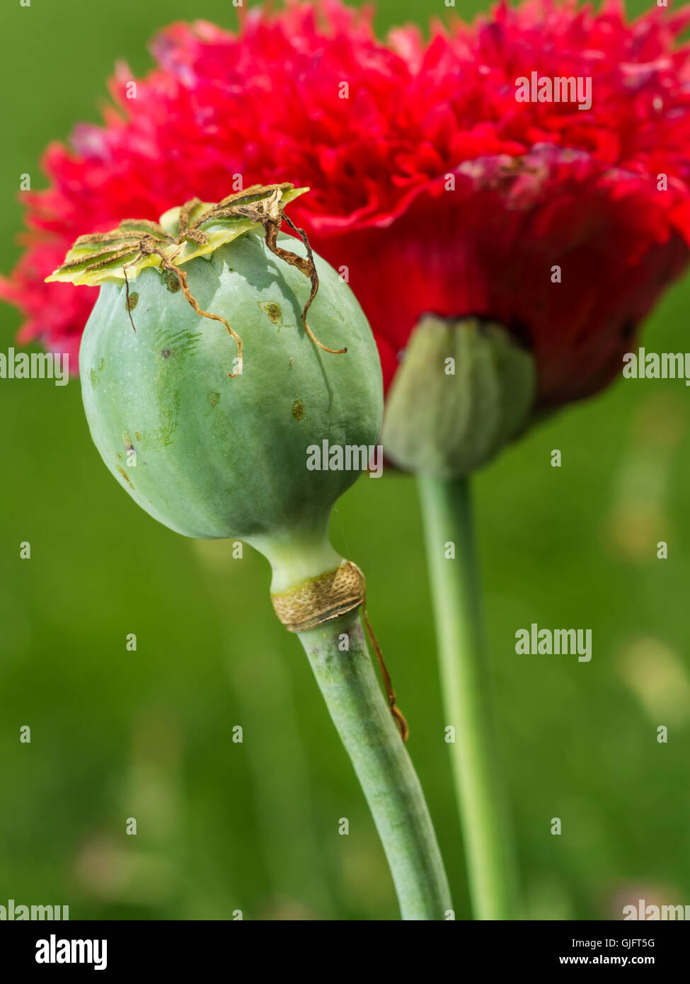 Red garden poppy hi-res stock photography and images - Alamy