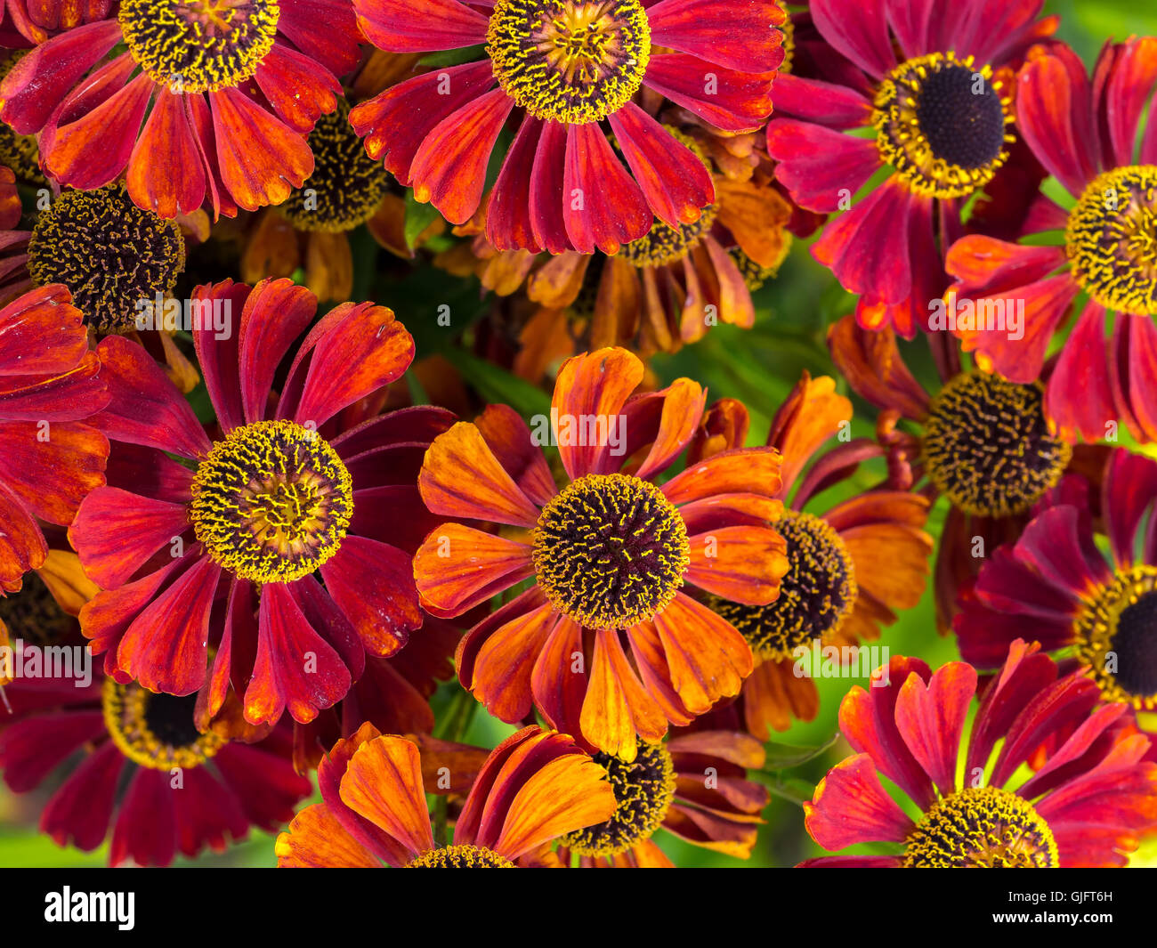 Bunch of Helenium autumnale flowers shot from above Stock Photo