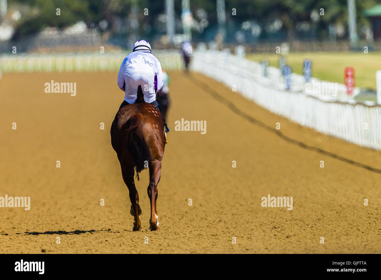 Race horse jockey down to starting gates on synthetic poly track Stock Photo