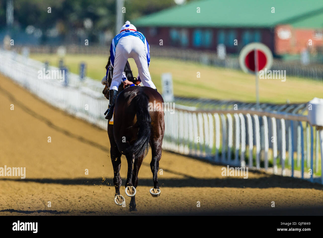 Race horse jockey down to starting gates on synthetic poly track Stock