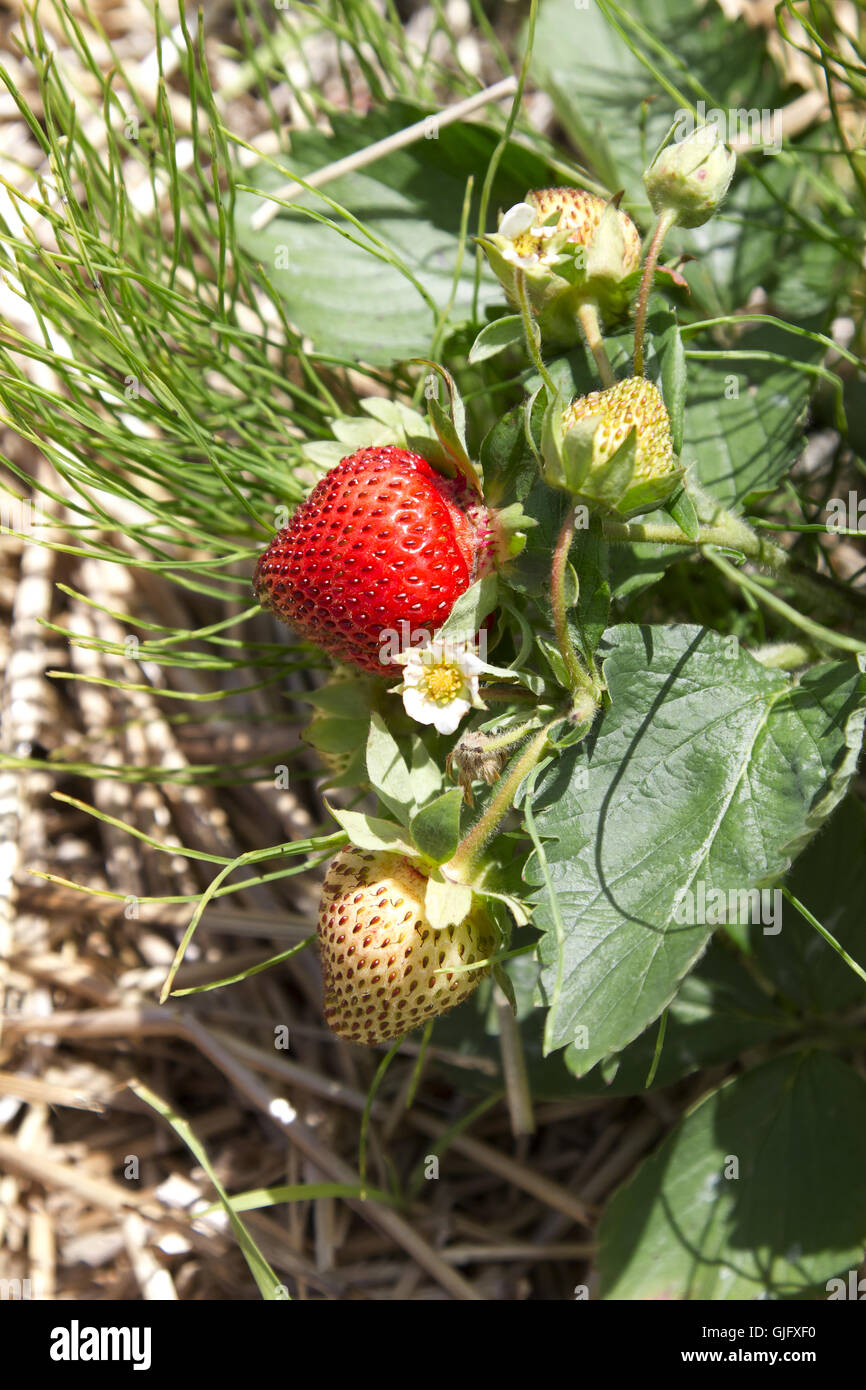 From flower to fruit Stock Photo Alamy
