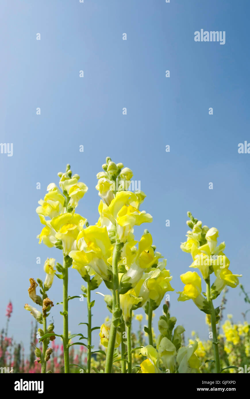 Yellow Snapdragon flowers under blue sky Stock Photo Alamy