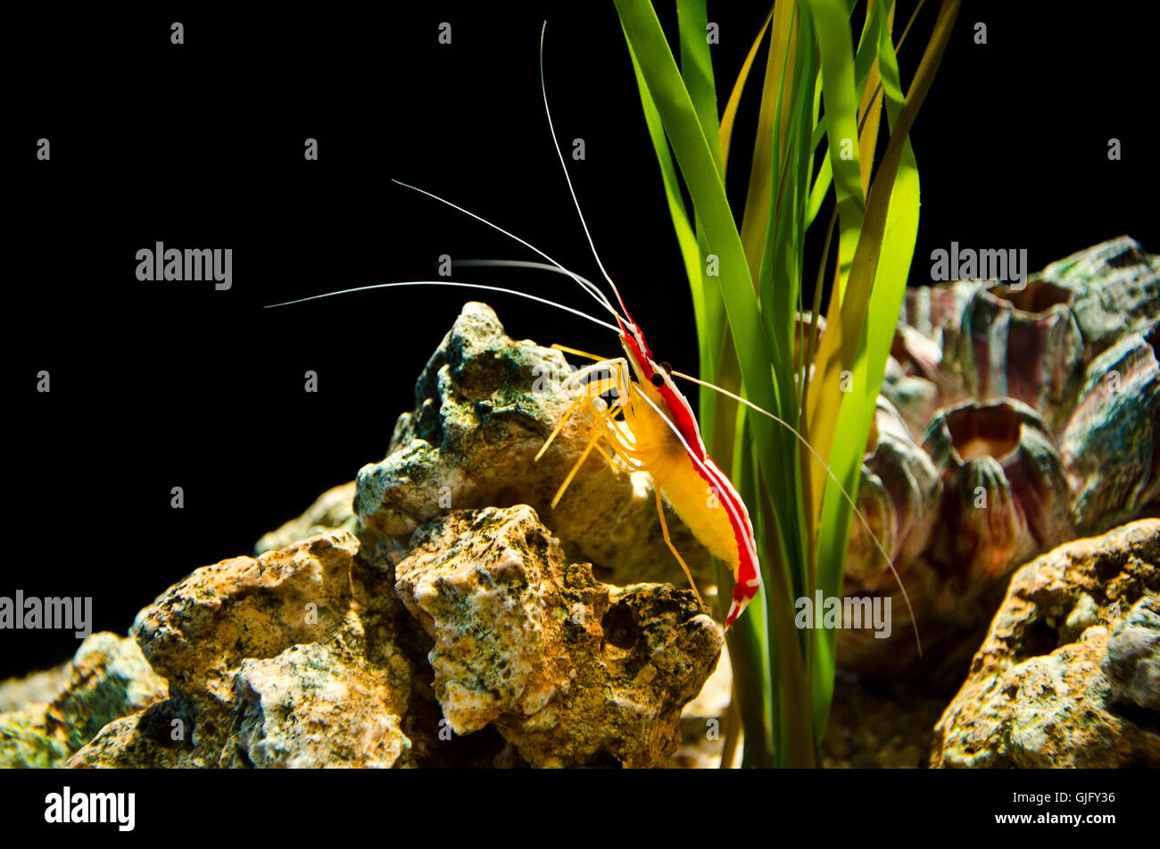 Deep sea shrimp Stock Photo