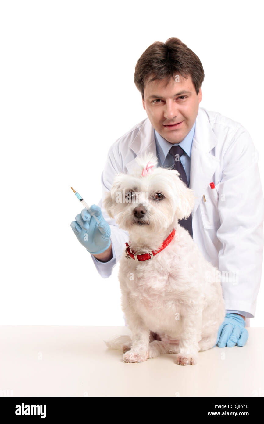 Maltese dog vet hires stock photography and images Alamy
