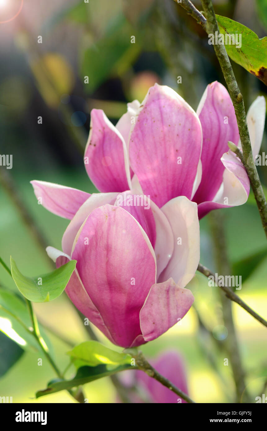 Pink Magnolia (Magnolia liliiflora.) or Tulip tree in botanical garden ...