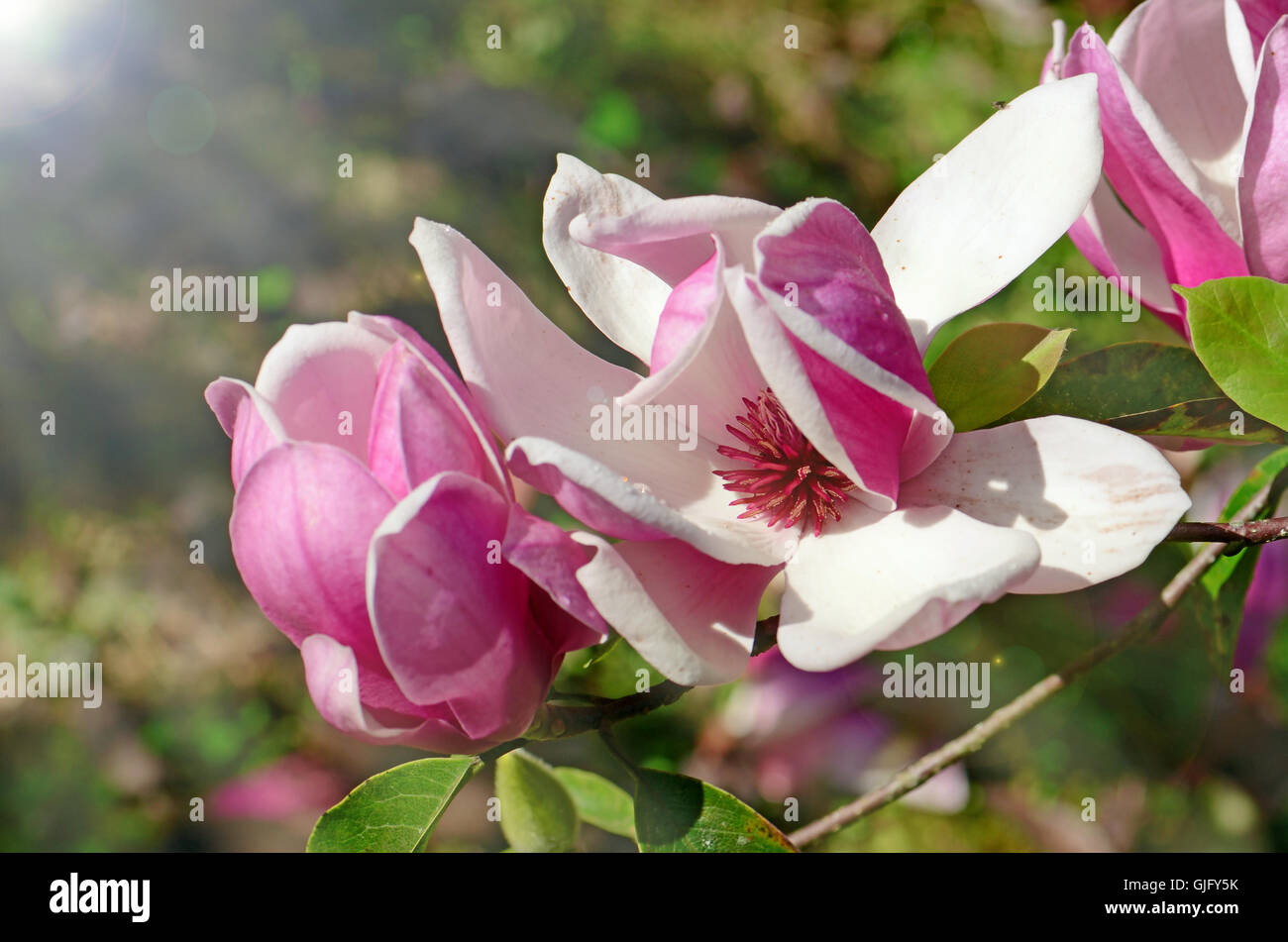 Pink Magnolia (Magnolia liliiflora.) or Tulip tree in botanical garden ...