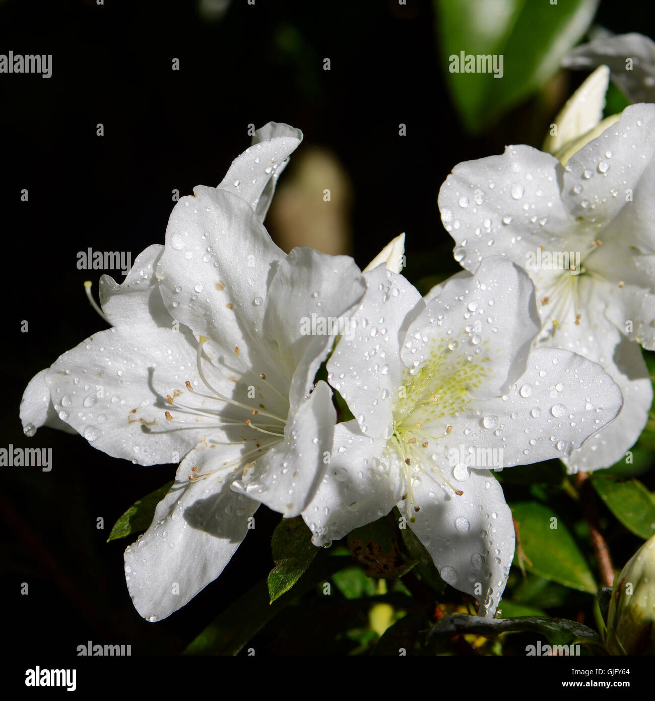 White Rhododendron in Northern of Thailand blossom in October. Stock Photo