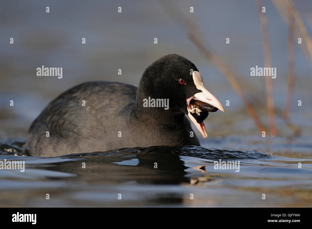 Swimming Black Coot / Eurasian Coot / Blaessralle ( Fulica atra ) carrying zebra mussels in its beak. Stock Photo