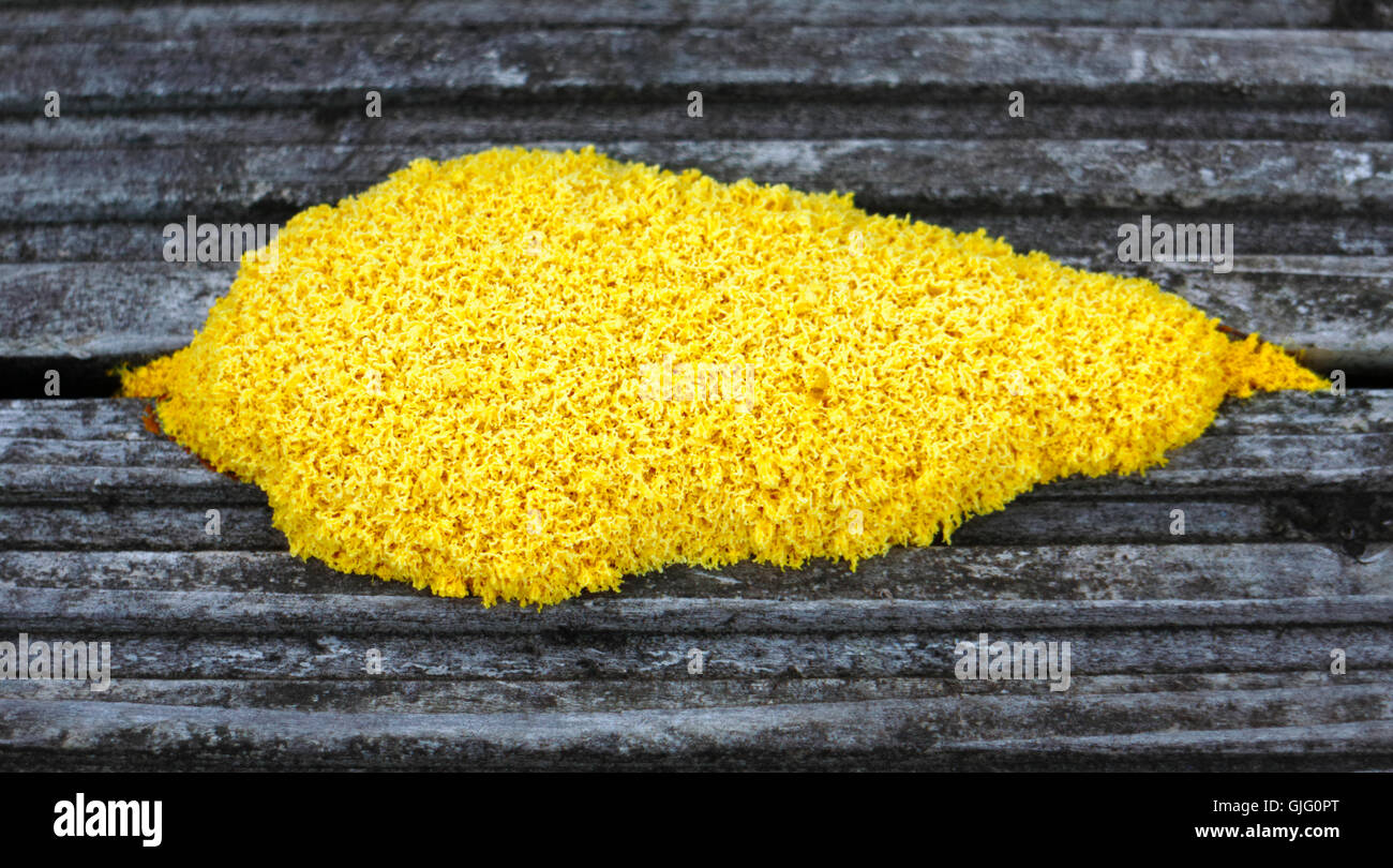 A close-up of Dog Vomit Fungus, Fuligo septica, growing on old deteriorating wooden decking. Stock Photo