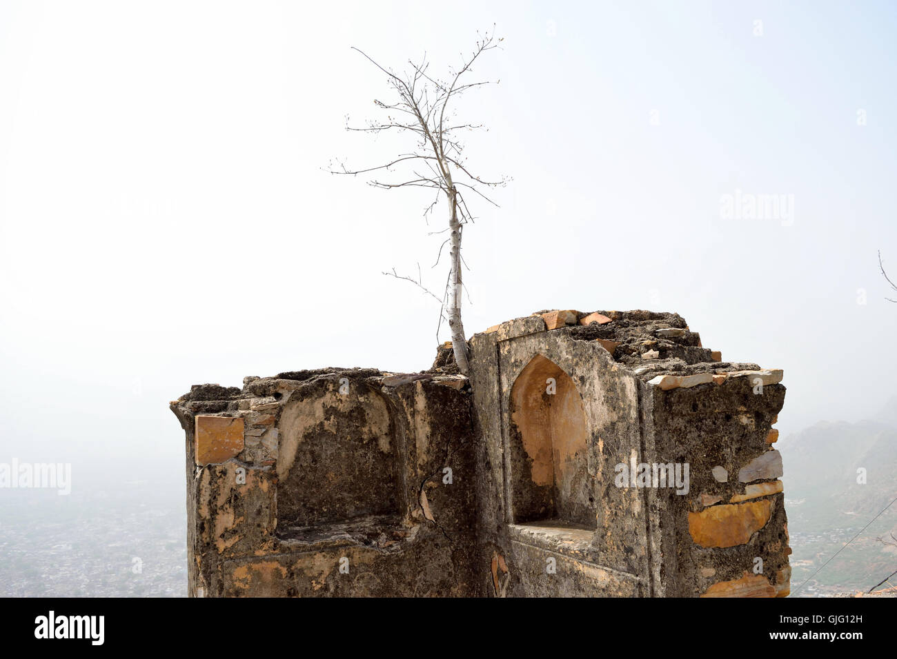 A small tree growing out of an ancient broken wall at Bala Quila Fort of Alwar Rajasthan India with city in the background Stock Photo