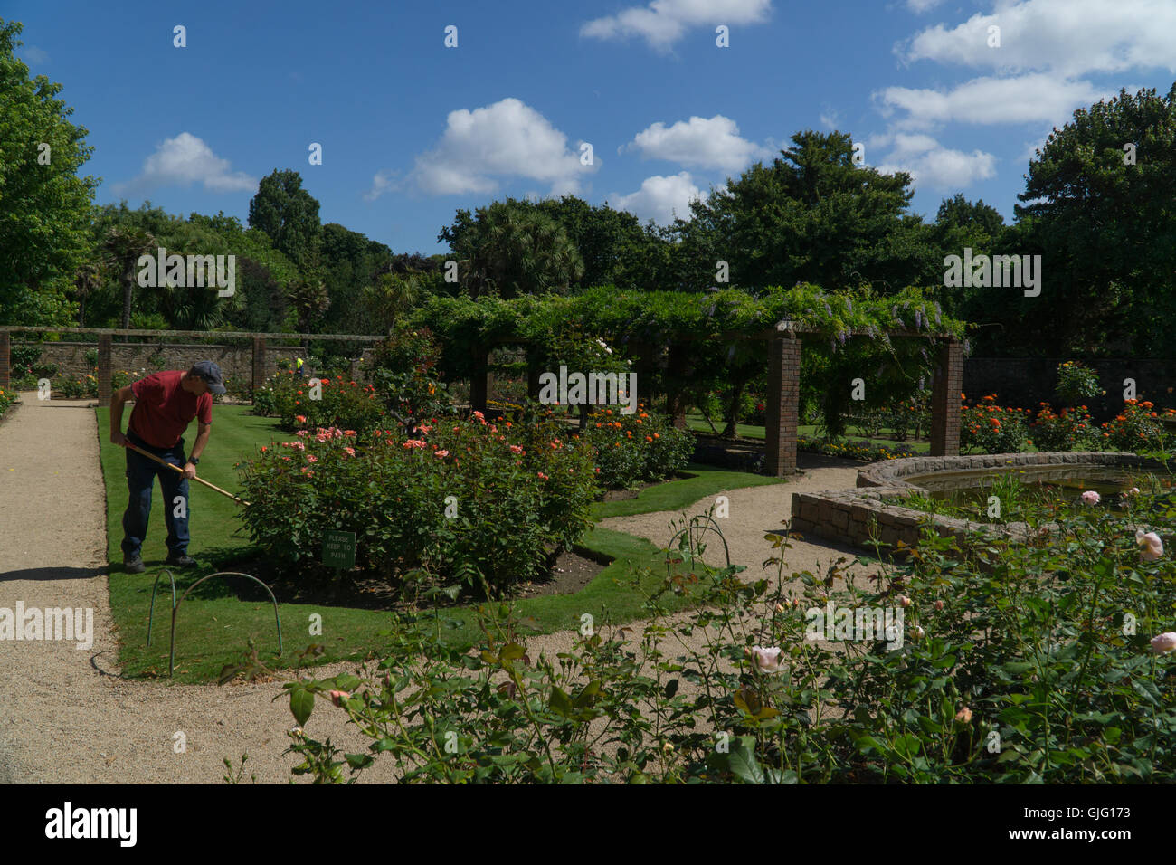 A Gardener maintaining flower beds in Howard Davis Park,St.Helier