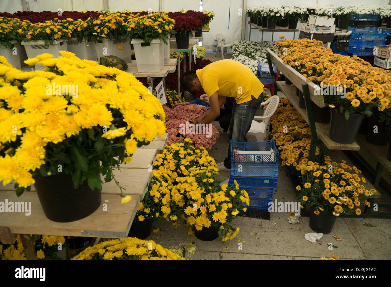 Preparation of floral floats for the annual Battle of Flowers,Jersey