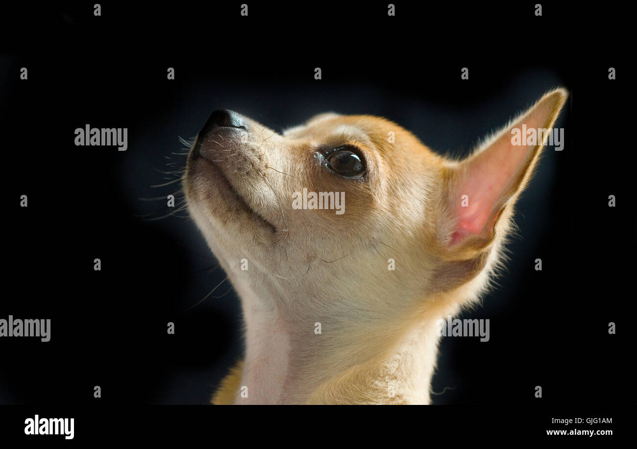Male Chihuahua profile head shot. Stock Photo