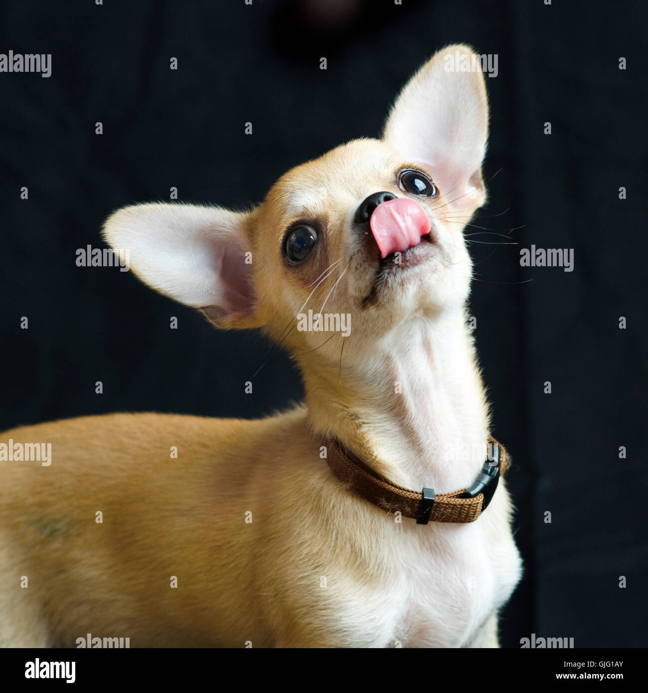 Male Chihuahua licking his nose. Stock Photo