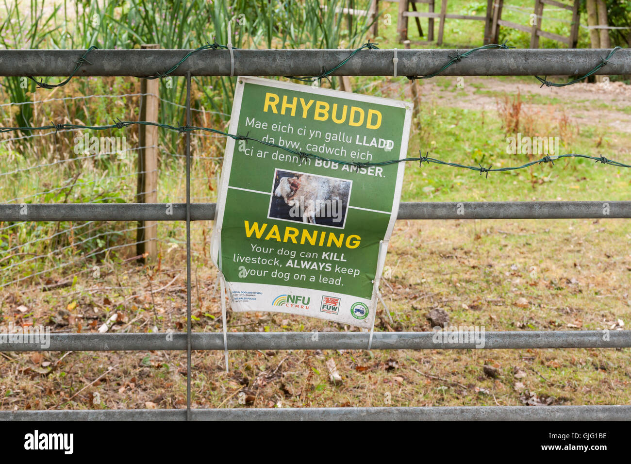 Sheep killing hires stock photography and images Alamy