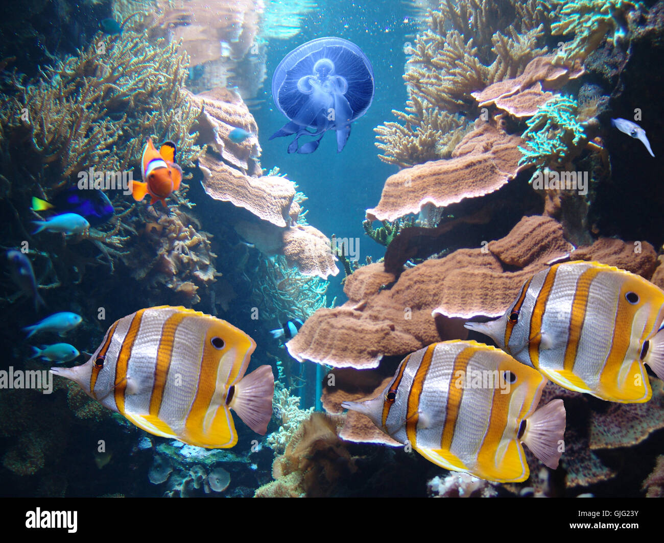 colorful life in the underwater world Stock Photo