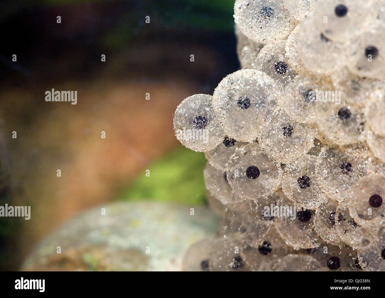 spawn spawning waters Stock Photo