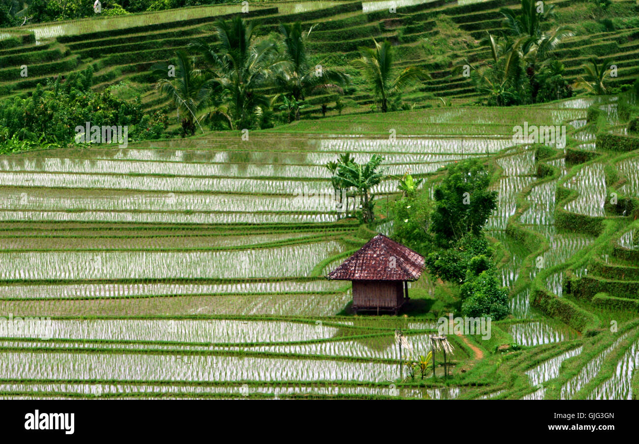 rice terraces 3 Stock Photo - Alamy